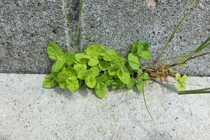 写真：LIMO編集部撮影