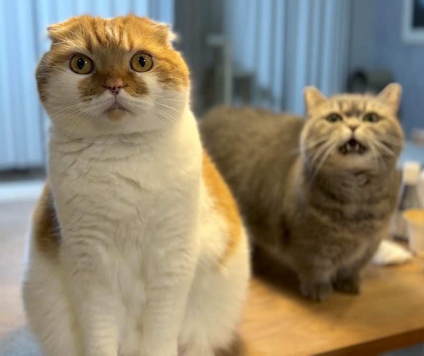 出所：@himaritomugi