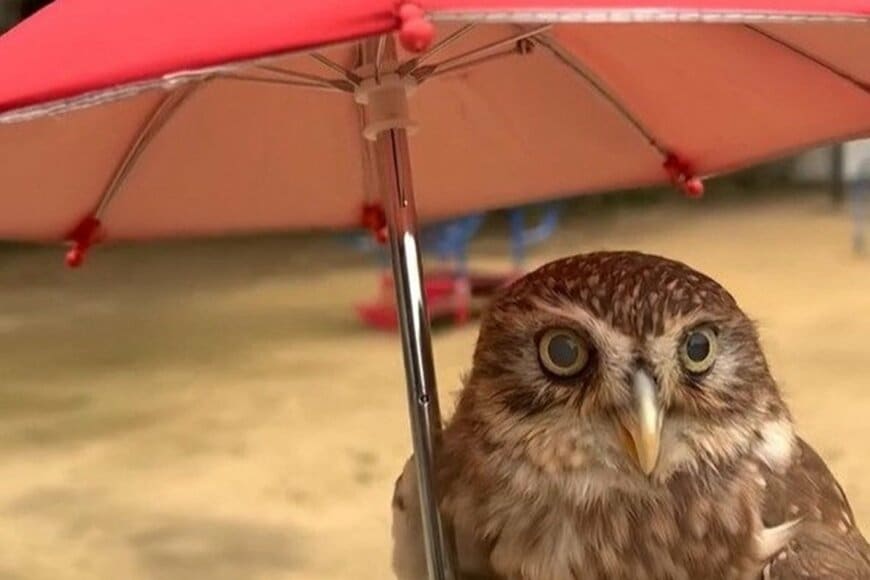 フクロウと傘をさして散歩したら→目を引く姿に「すれ違った人からの声かけ」が話題に