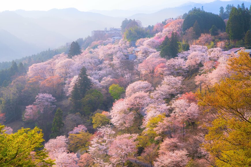 【2024年版お花見】「日本三大桜の名所」はどこにある？「日本三大桜」との違いも紹介