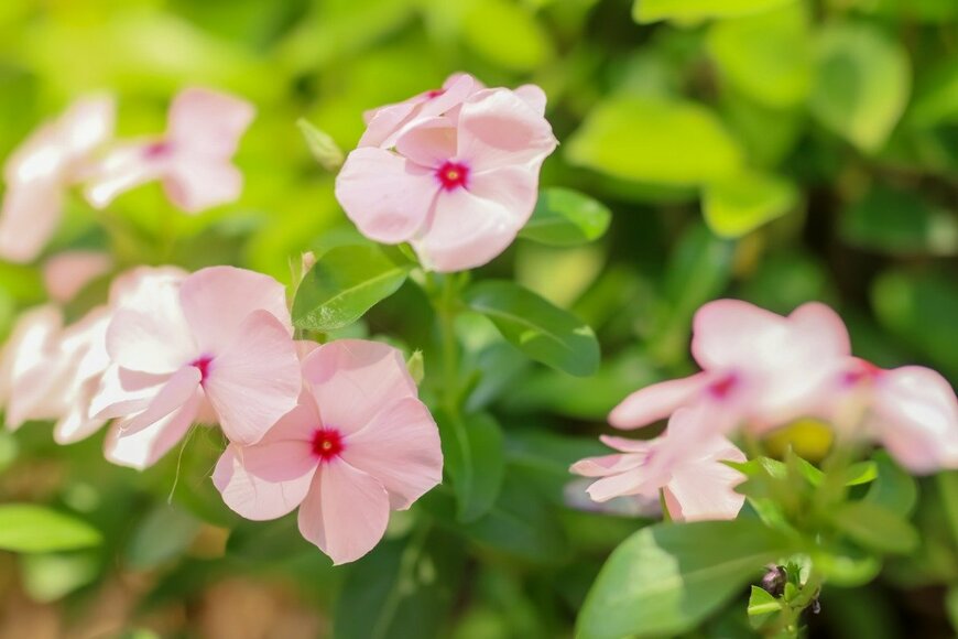 【ガーデニング】夏の定番花ニチニチソウ〈寄せ植え3例〉でこんもり咲かせる