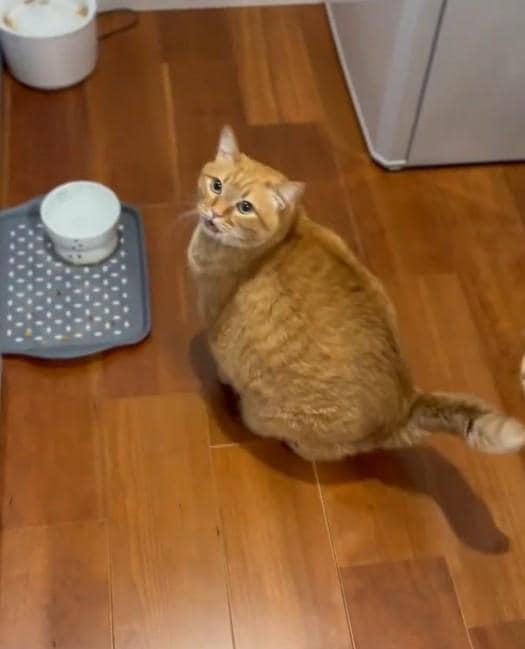 ダイエット中の猫