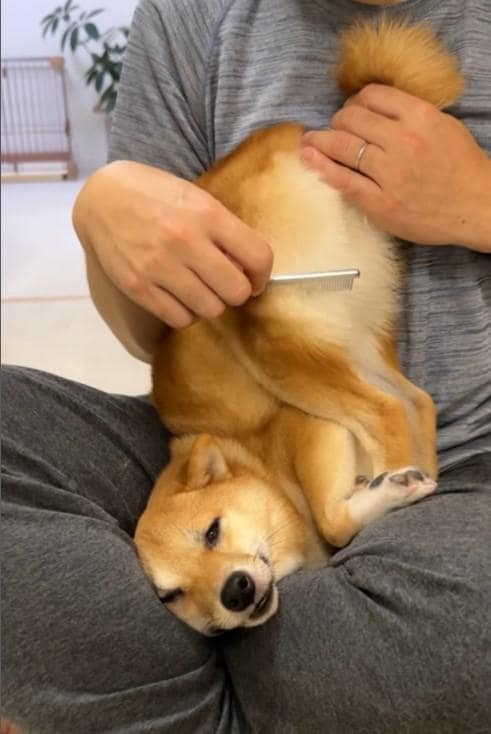 ブラッシングされる犬