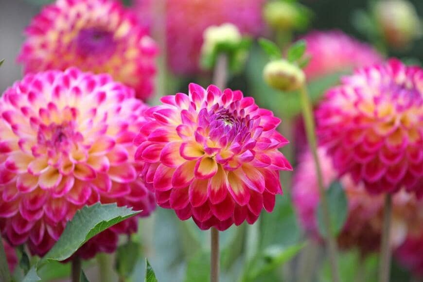 ダリアの花。色はピンクと黄色。