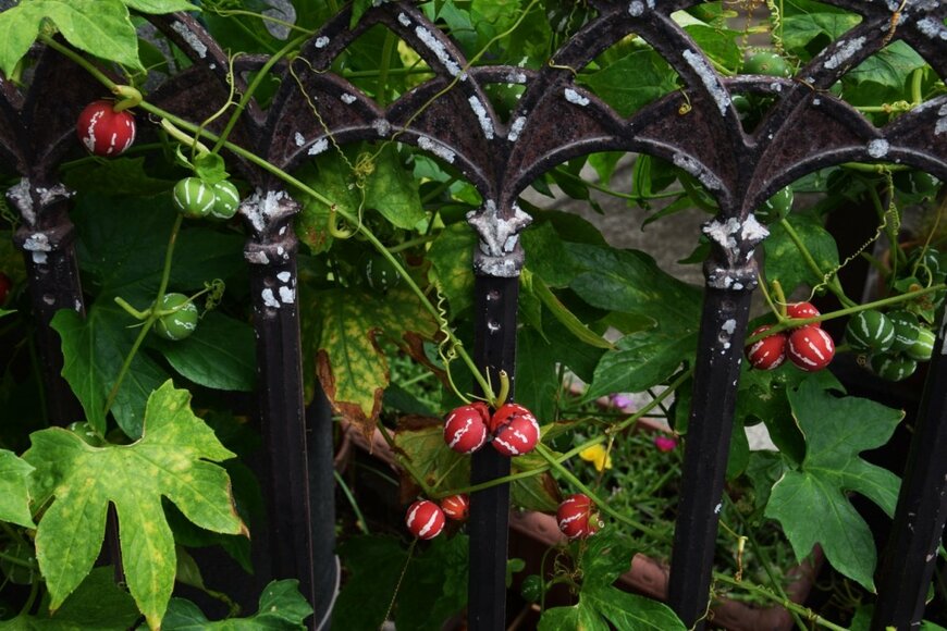 白い筋模様が入った緑色の実と赤い実を付けている、オキナワスズメウリ