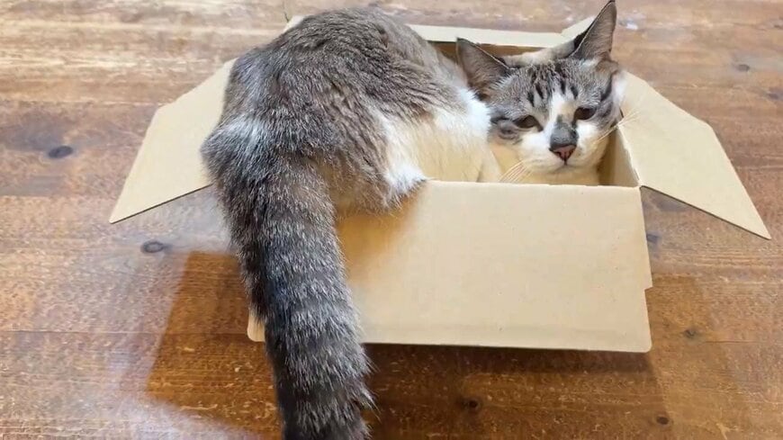 箱に入ったミントちゃん
