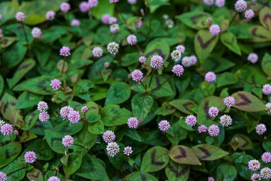 ピンクの丸い花が可愛らしい「ヒメツルソバ」