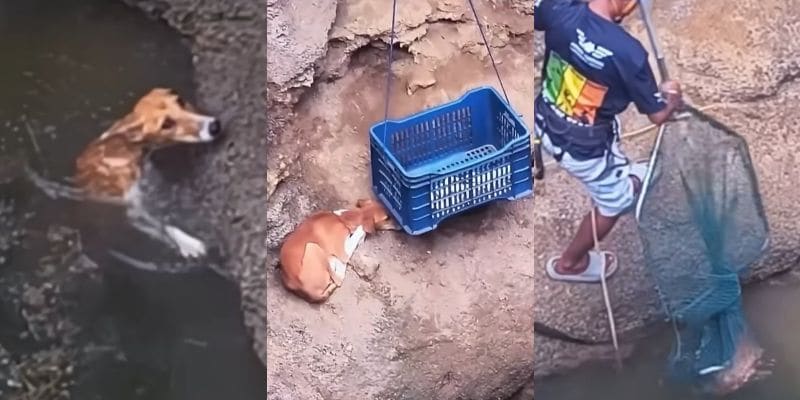 井戸の中の犬と、カゴや網での救出の様子