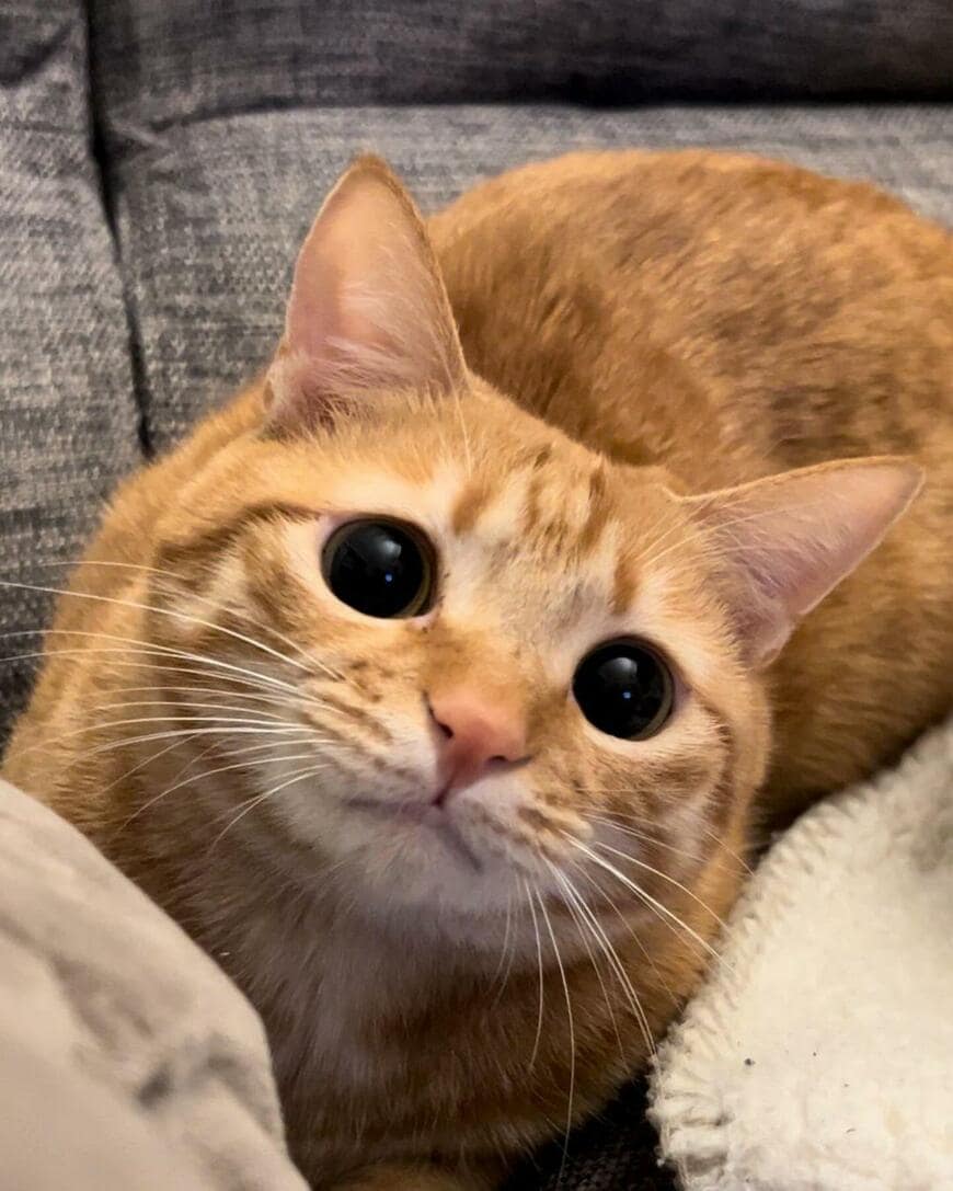 まん丸お目目の猫