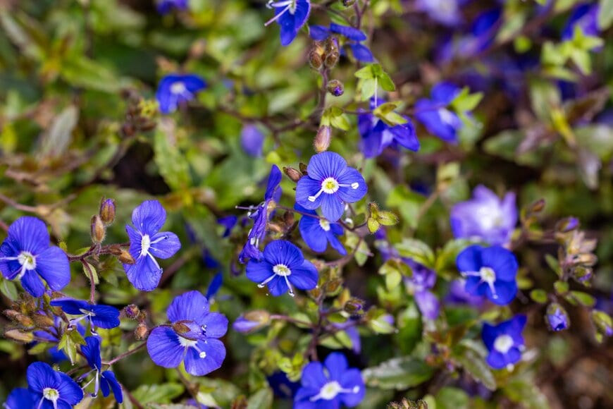 青い花を咲かせている、ベロニカ・オックスフォードブルー