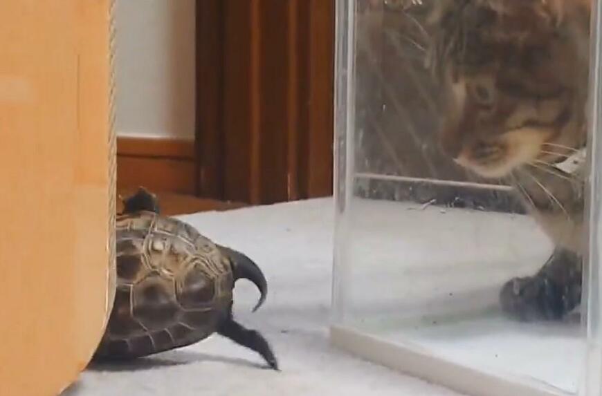 立ち上がろうとするクサガメ