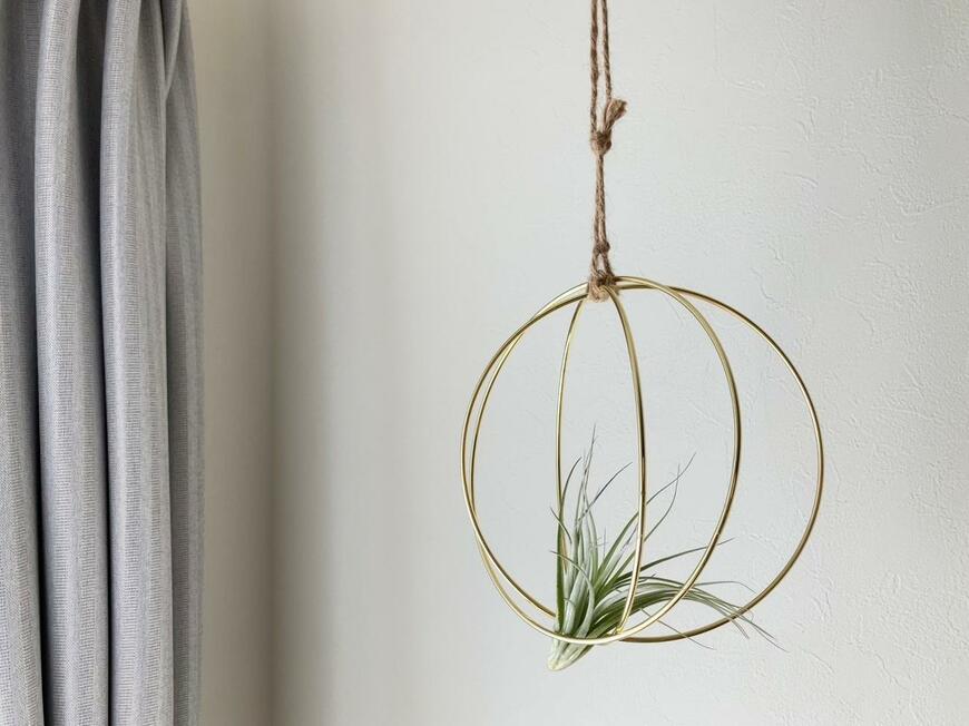 エアープランツ