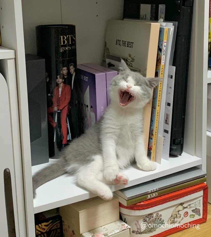 推しと猫