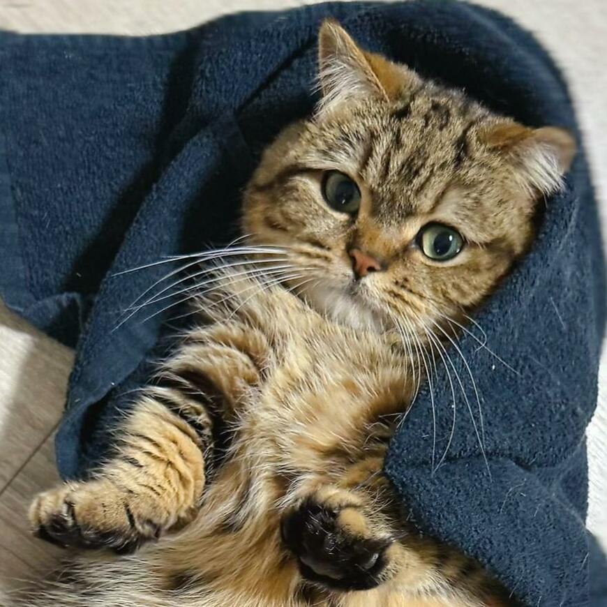 爪が引っ掛かった猫