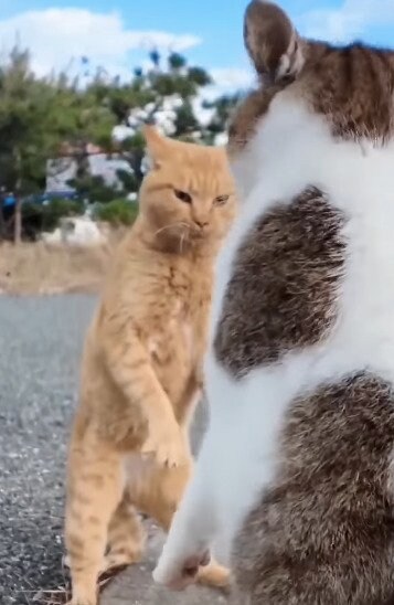 仁王立ちで喧嘩する猫たち