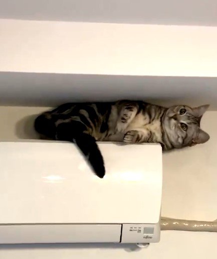 エアコンの上の猫