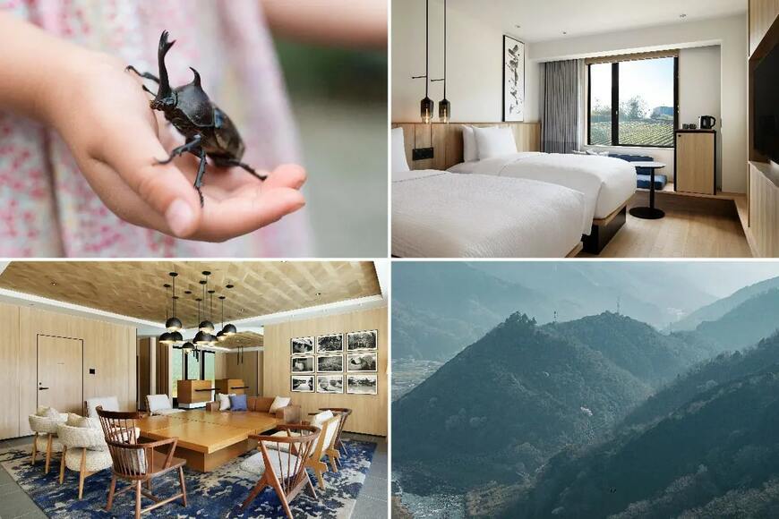 昆虫採集アクティビティ