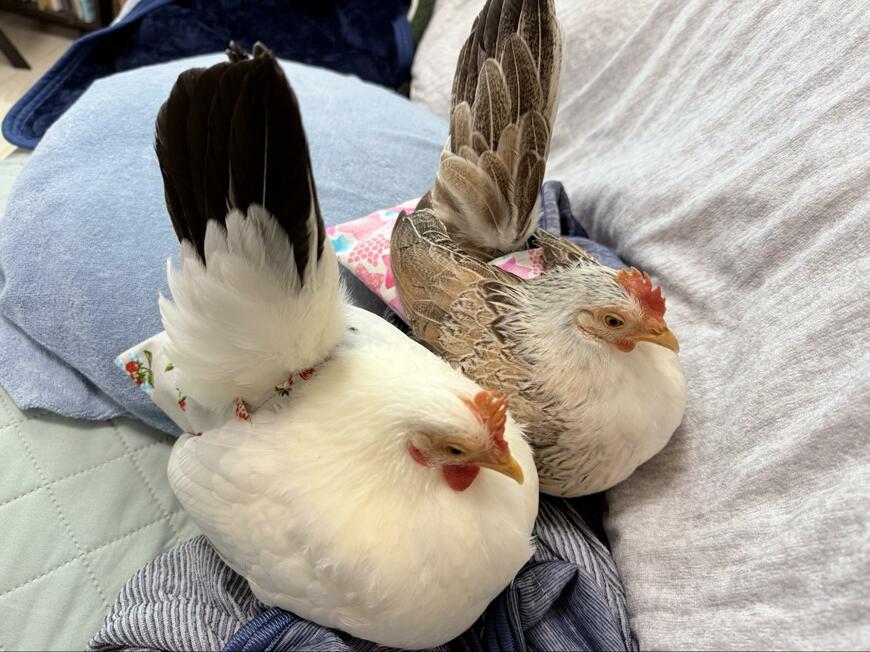 かわいい2匹の鶏