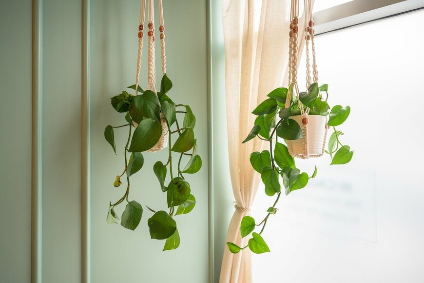 写真 【初心者も育てやすい観葉植物5選】新生活のインテリアをオシャレに！枯らさないコツも紹介 LIMO くらしとお金の経済メディア