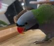 【物陰で見つめるインコ】「あ...あたしのお気に入りおもちゃが...」玩具を前に荒ぶるインコの影に注目！ひょっこりしてきたもう1羽のインコが愛おしすぎる！
