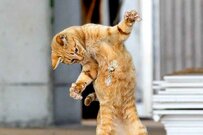 猫好きの2024年カレンダーはコレしかない！「必死すぎるネコ」カレンダーが面白い