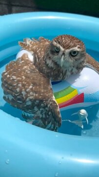 【プールに浮かぶフクロウ】「気持ちよさそう！」プール開きを楽しむ可愛いフクロウさんが話題に