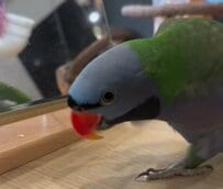 【物陰で見つめるインコ】「あ...あたしのお気に入りおもちゃが...」玩具を前に荒ぶるインコの影に注目！ひょっこりしてきたもう1羽のインコが愛おしすぎる！