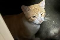 毎日家にやってくる野良猫　家族になった現在の変貌ぶりに仰天「全然違う」