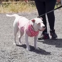 耳が聞こえず目にも障害を抱えた犬が保護施設へ サポートを受けながら新たな家族を探すことに