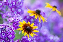 【ほったらかしの宿根草ガーデニング】西日と暑さに強い宿根草＜厳選4種＞