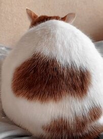 「見事にまんまるだな」目が覚めた飼い主の目に飛び込んできたものは…猫ちゃんの立派なお尻に癒される人続出