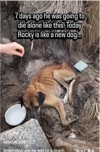 「死にかけていた犬に起きた奇跡」7日間で生まれ変わった保護犬ロッキーにTikTokで感動の声