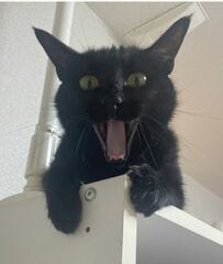 「ヒャーーーッハーーー！！」黒猫の強烈な表情に思わず笑っちゃう