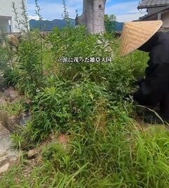 【草刈り】雑草が生い茂った〈庭〉→職人技で土の美しさが際立つ〈スッキリ空間〉に！「見ていて気持ちがいい」と反響