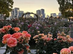 大阪市の中之島バラ園を訪れてみたら…目を奪われる絶景に「すんんんごい見頃」「幻想的すぎる」と3.4万いいね