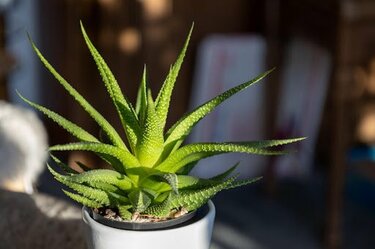 多肉植物・ハオルチア】個性的なフォルムが魅力！育て方やオススメ品種