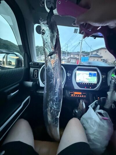 フィッシュグリップで持ち上げられたタチウオ