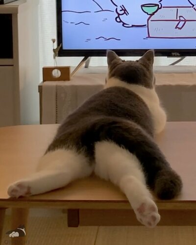 1年後も同じ体勢のおもちちゃん