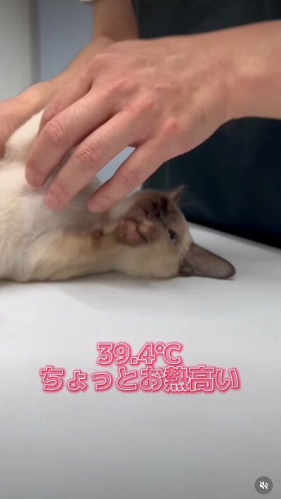嫌がりながらの体温測定