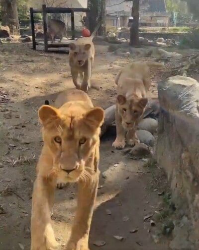 愛媛県立とべ動物園