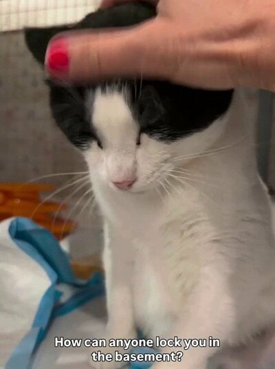 金網の隙間からわずかに顔をのぞかせる保護前のジョニちゃん