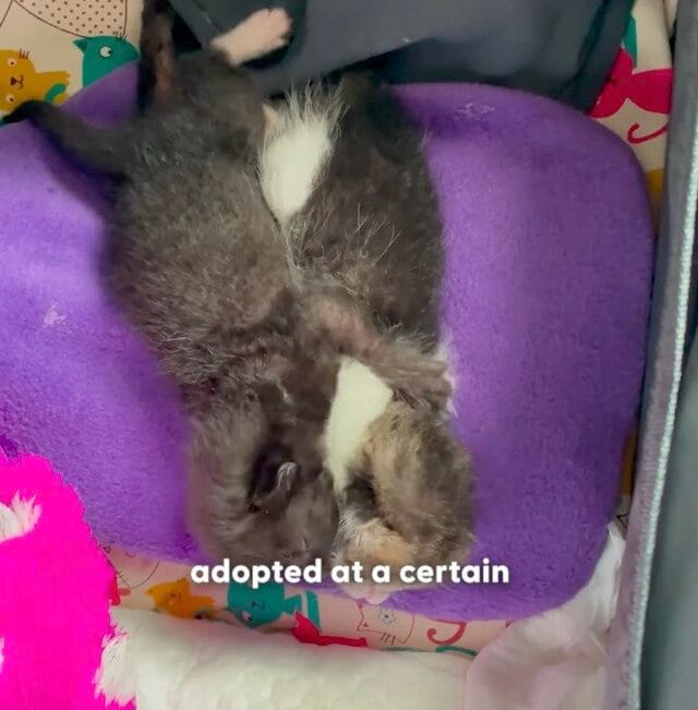 男性が旅行先で子猫2匹を保護→一緒に暮らす姿に感動「保護してくれてありがとう」