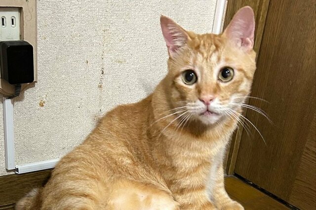 【まるで行き倒れ？】脱力ポーズでぐっすりと眠る元保護猫ちゃん　無防備な寝姿がかわいすぎる