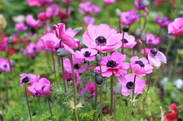 【アネモネ】おしゃれな寄せ植えの作り方、個性が際立つビビッドカラーで彩り豊か！
