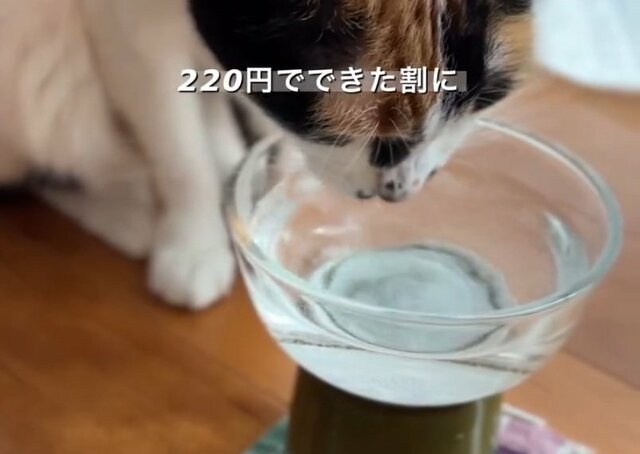 【100均DIY】猫の脱水問題を解決！セリアの〈そばちょことガラスボウル〉が〈水飲み器〉に！「作ってみます」反響続々