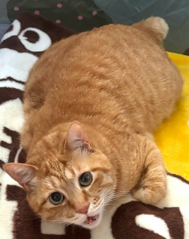 「これ以上曲がりません！！」まん丸ボディの元保護猫が披露した謎の軟体ポーズに注目