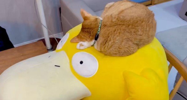 腕まくらする猫さんの「手」をよく見ると…浮かび上がった「模様」に驚き