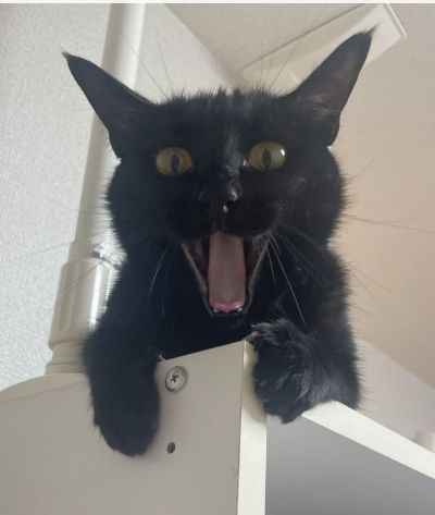 「ヒャーーーッハーーー！！」黒猫の強烈な表情に思わず笑っちゃう