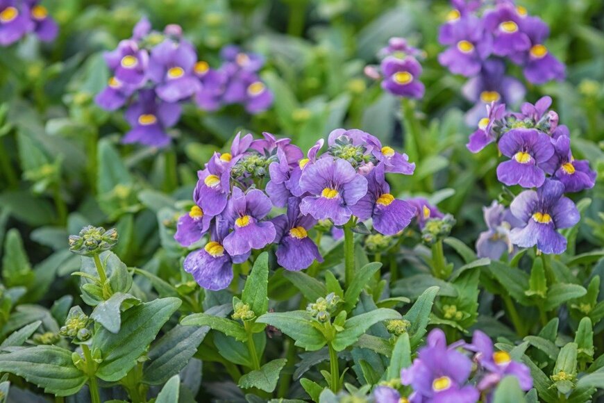 NataliaVo/istockphoto.com