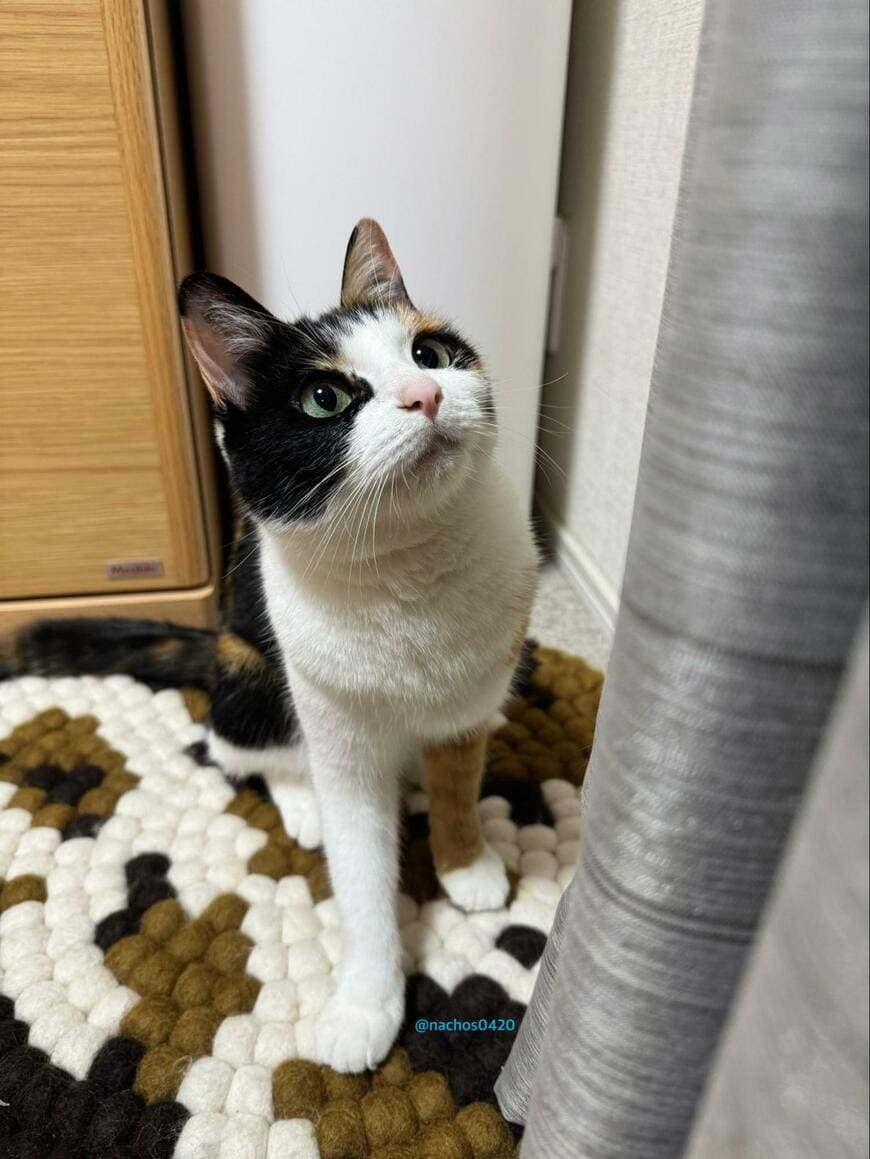 出所：@nachos0420